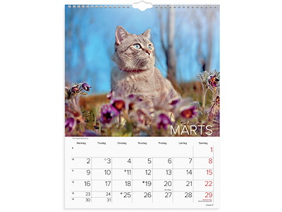 Vægkalender, 2026, Katte, 1 måned pr. opslag, Mayland