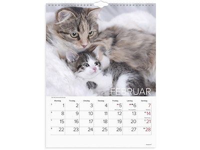 Vægkalender, 2027, Katte, 1 måned pr. opslag, Mayland