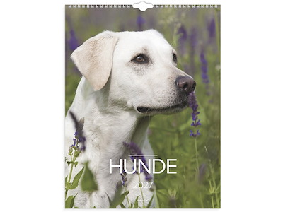 Vægkalender, 2027, Hunde, 1 måned pr. opslag, Mayland