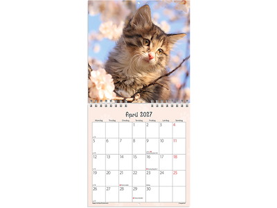 Vægkalender, 2027, Mini, Kattekillinger, 1 måned pr. opslag, Mayland