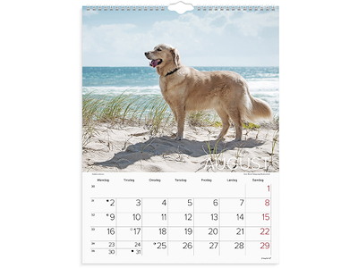 Vægkalender, 2027, Hunde, 1 måned pr. opslag, Mayland